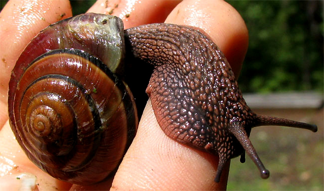 Banded Forest Snail, MONADENIA FIDELIS