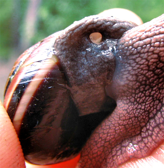 Banded Forest Snail, MONADENIA FIDELIS, breathing hole