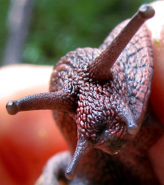 Banded Forest Snail, MONADENIA FIDELIS, head shot