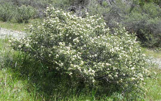 Buckbrush, CEANOTHUS CUNEATUS