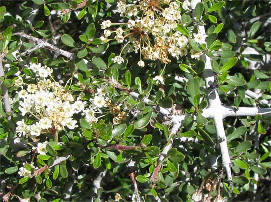 Buckbrush, CEANOTHUS CUNEATUS