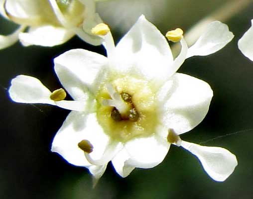 Buckbrush flower, CEANOTHUS CUNEATUS