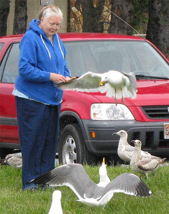 Herring Gulls, LARUS ARGENTATUS