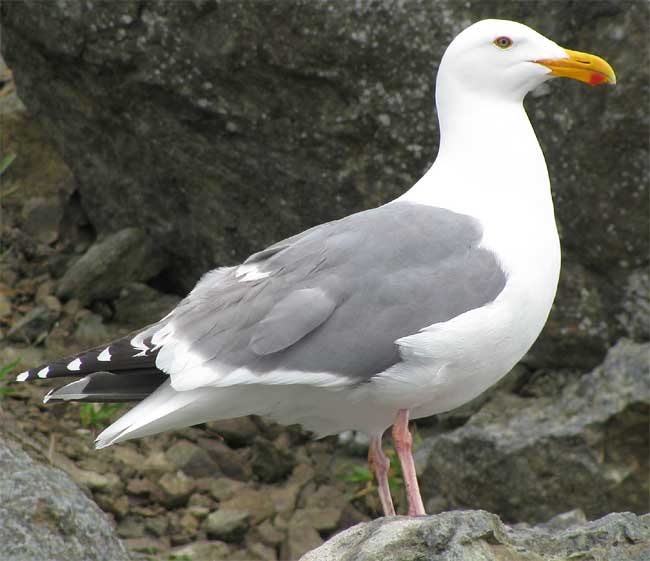 Herring Gulls, LARUS ARGENTATUS