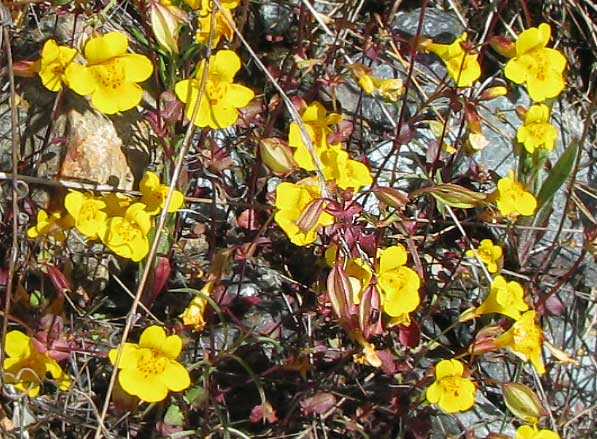 Yellow Monkeyflower, MIMULUS GUTTATUS