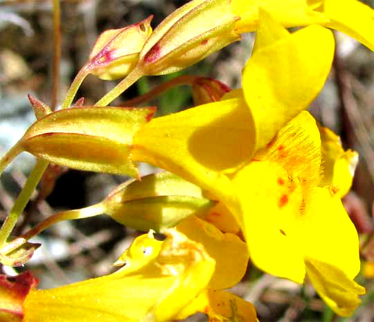 Flower of Yellow Monkeyflowers, ERYTHRANTHE GUTTATA