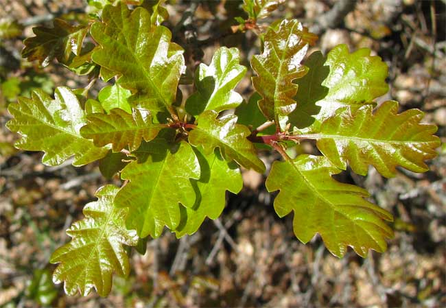 QUERCUS GARRYANA var. SADLERIANA