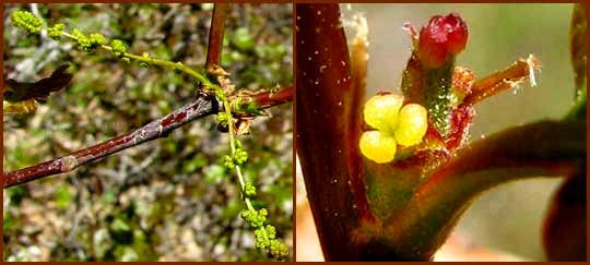 Brewer's Oak flowers, QUERCUS GARRYANA var. BREWERI