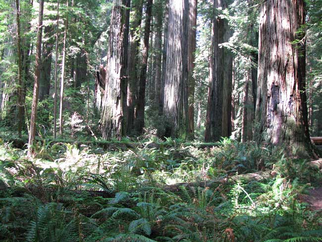 Redwood, SEQUOIA SEMPERVIRENS