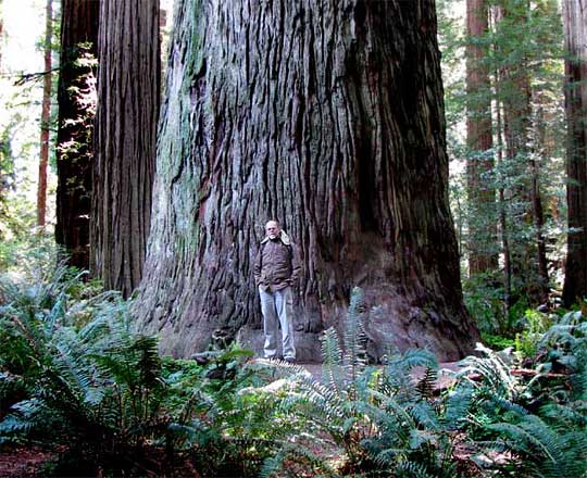 Redwood, SEQUOIA SEMPERVIRENS