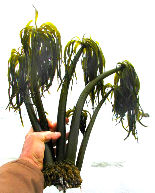 Sea Palms, POSTELSIA PALMAEFORMIS