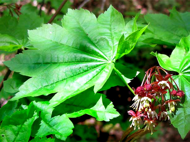 Vine Maple, ACER CIRCINATUM, palmate leaf venation