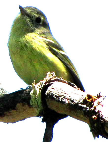 Western Flycatcher, EMPIDONAX DIFFICILIS