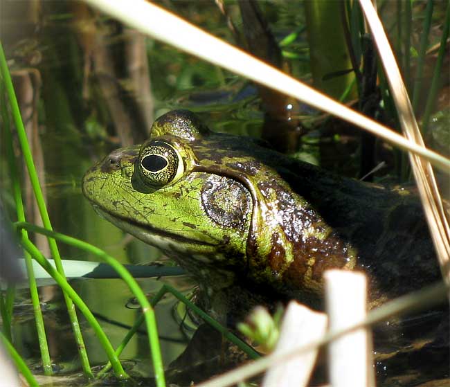 Bullfrog, RANA CATESBEIANA