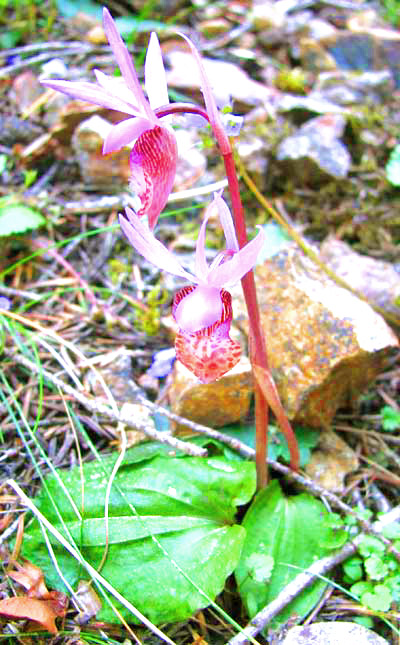 Fairy Slipper orchid, CALYPSO BULBOSA