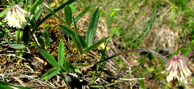 Woollyhead Clover, TRIFOLIUM ERIOCEPHALUM