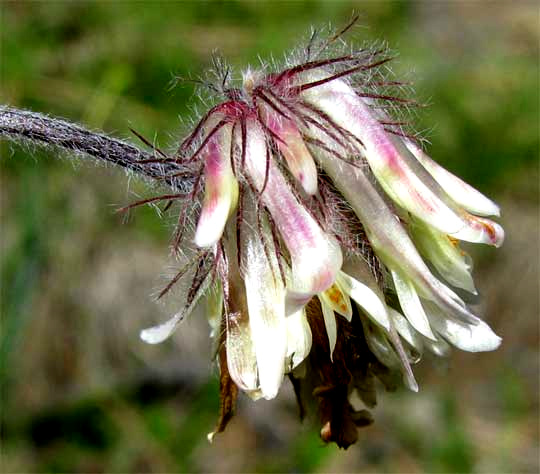 Woollyhead Clover, TRIFOLIUM ERIOCEPHALUM, flowers