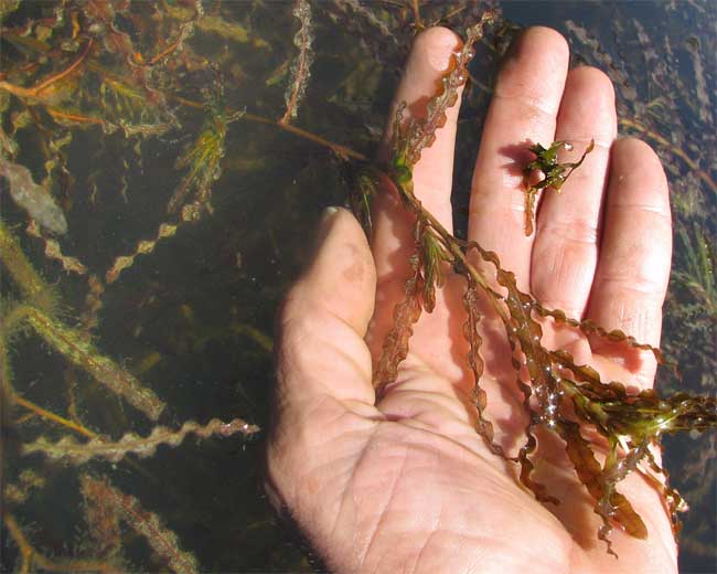 Curled Pondweed, POTAMOGETON CRISPUS