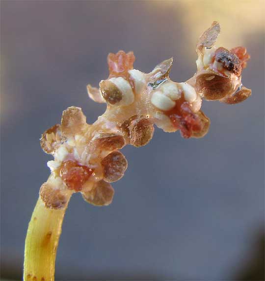 Curled Pondweed, POTAMOGETON CRISPUS, flowers