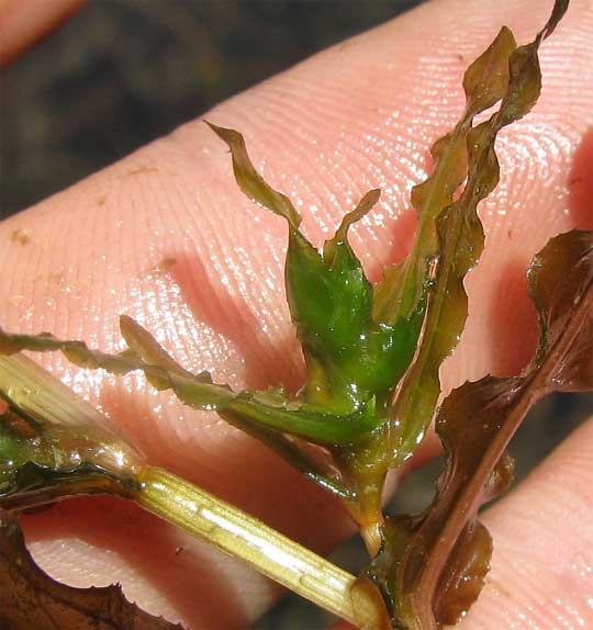 Turion of Curled Pondweed, POTAMOGETON CRISPUS