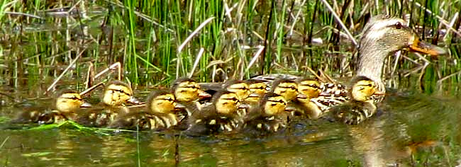 Mallard duck with ducklings, ANAS PLATYRHYNCHOS