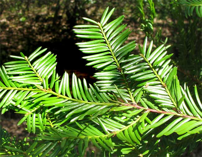 Pacific or Western Yew, TAXUS BREVIFOLIA, needles