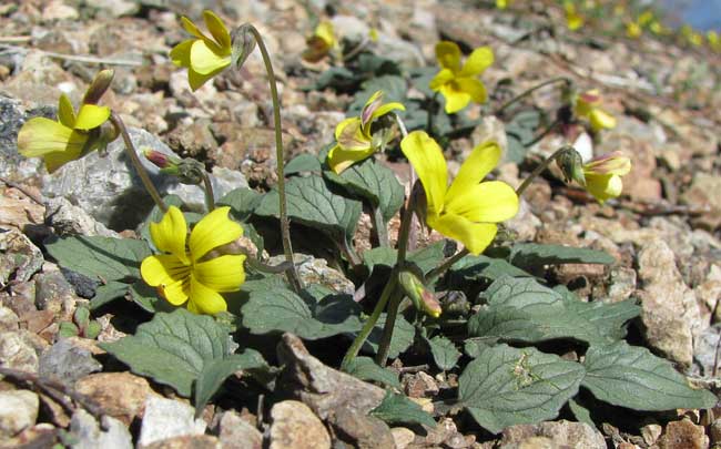 Goosefoot Violet, VIOLA PURPUREA