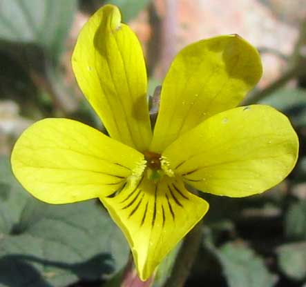 Goosefoot Violet, VIOLA PURPUREA, flower