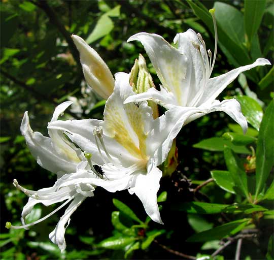 Western Azalea, RHODODENDRON OCCIDENTALE, flowers