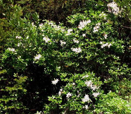 Western Azalea, RHODODENDRON OCCIDENTALE