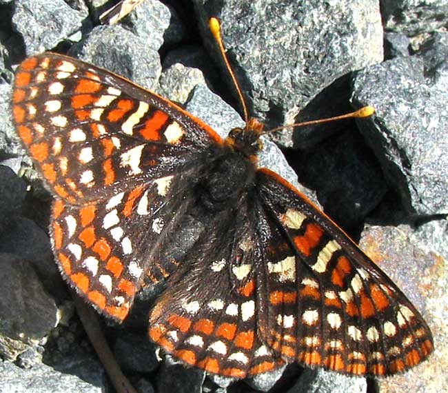 Edith's Checkerspot, EUPHYDRYAS EDITHA