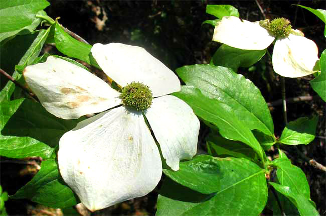 Pacific Dogwood, CORNUS NUTTALLII