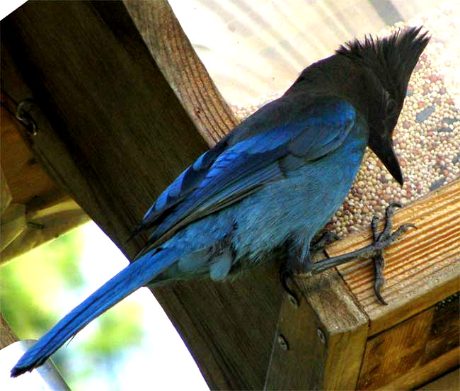 Steller's Jay, CYANOCITTA STELLERI