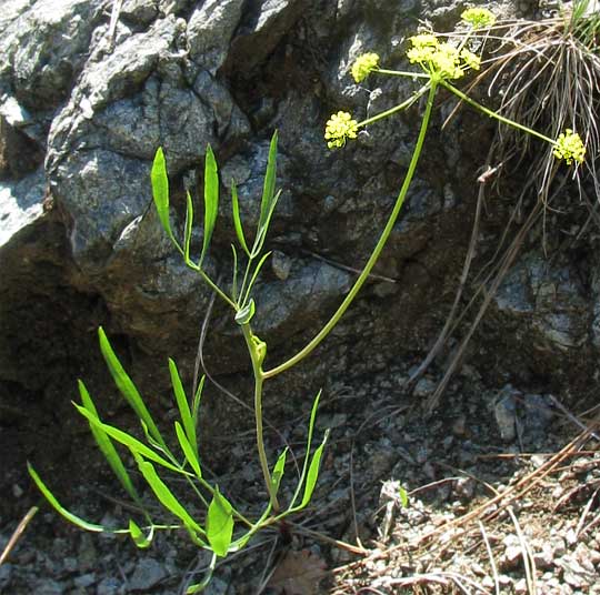 Nineleaf Biscuitroot, LOMATIUM TRITERNATUM