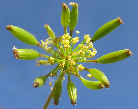 Nineleaf Biscuitroot, LOMATIUM TRITERNATUM