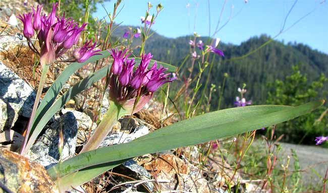 Flatstem onion, ALLIUM FALCIFOLIUM