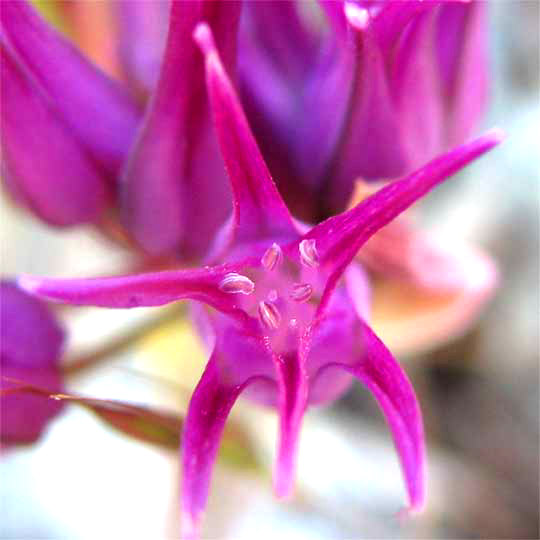 Flatstem onion, ALLIUM FALCIFOLIUM