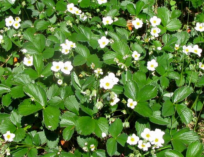 Strawberry plants in flower