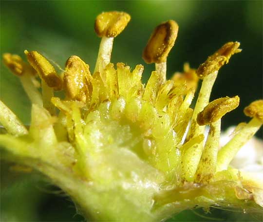 Strawberry flower cross-section