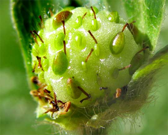 immature strawberry flower