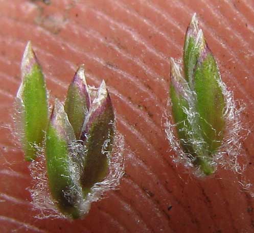 cobwebby florets of Howell's Bluegrass, POA HOWELLII