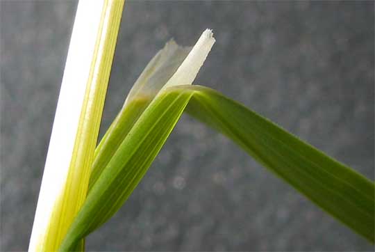 Ligule of Howell's Bluegrass, POA HOWELLII