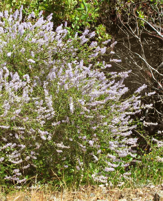 Deer Brush, CEANOTHUS INTEGERRIMUS