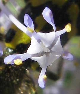 Deer Brush, CEANOTHUS INTEGERRIMUS, flower