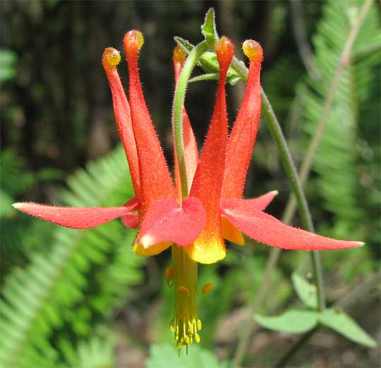  Western Columbine, AQUILEGIA FORMOSA, flower