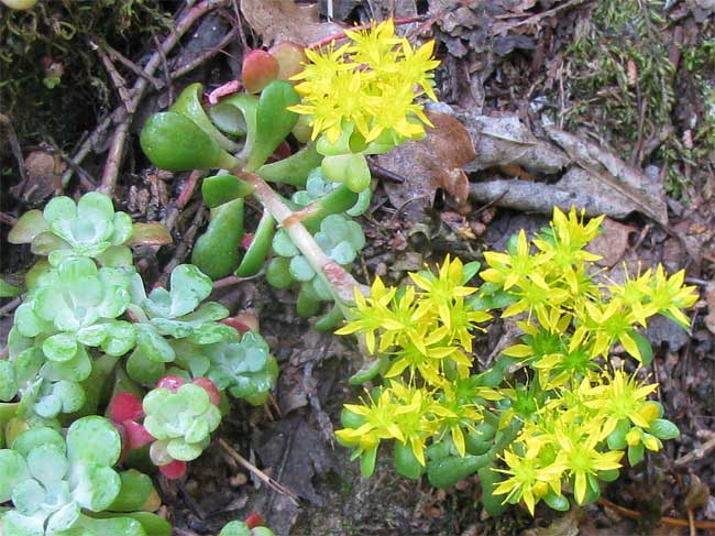 Broadleaf Stonecrop, SEDUM SPATHULIFOLIUM