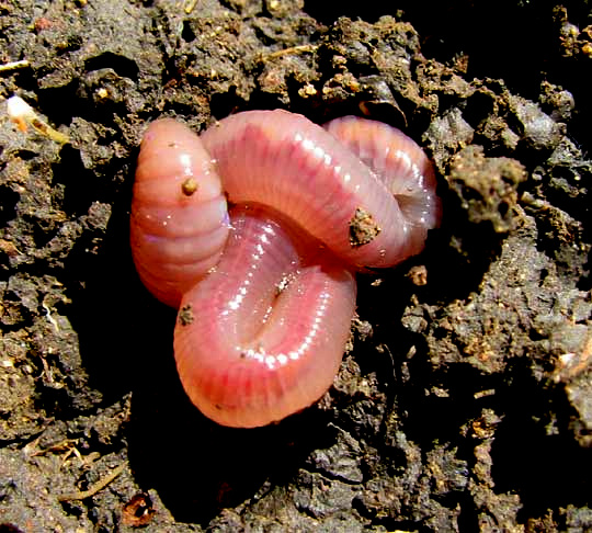 EARTHWORM ESTIVATION