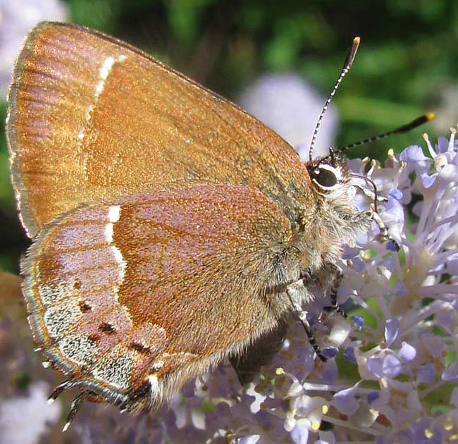 Nelson's Hairstreak butterfly, CALLOPHRYS NELSONI