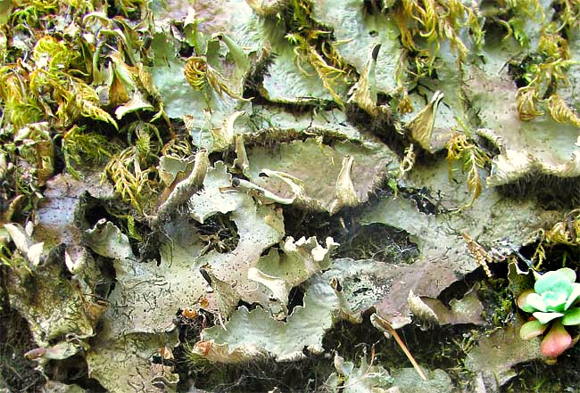 Ruffled Freckle Pelt Lichen, PELTIGERA LEUCOPHLEBIA