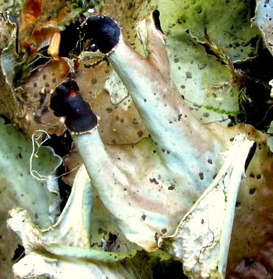 Ruffled Freckle Pelt Lichen, PELTIGERA LEUCOPHLEBIA, apothecia
